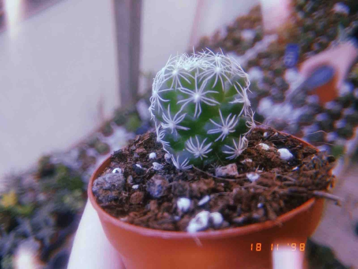 cactus ?