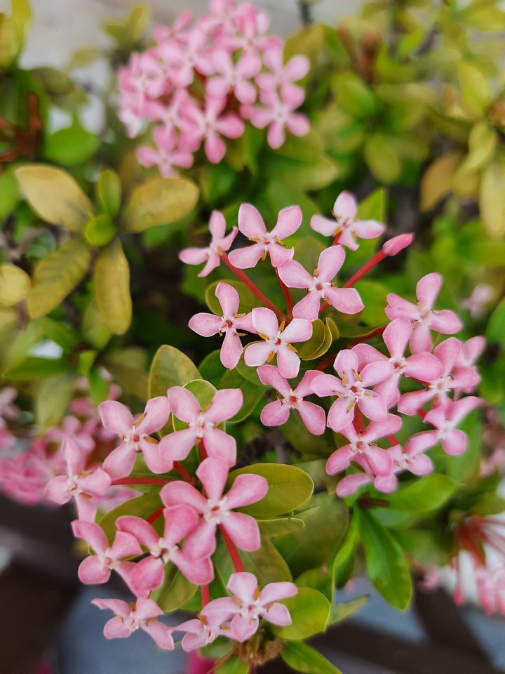 pink wild
