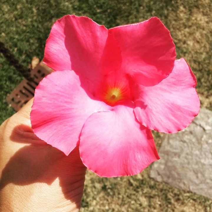 flor