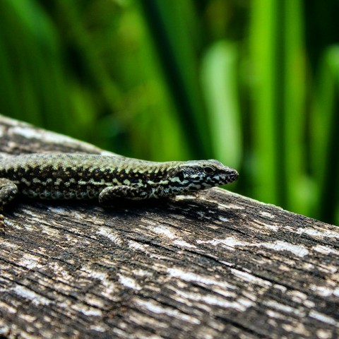 lizard