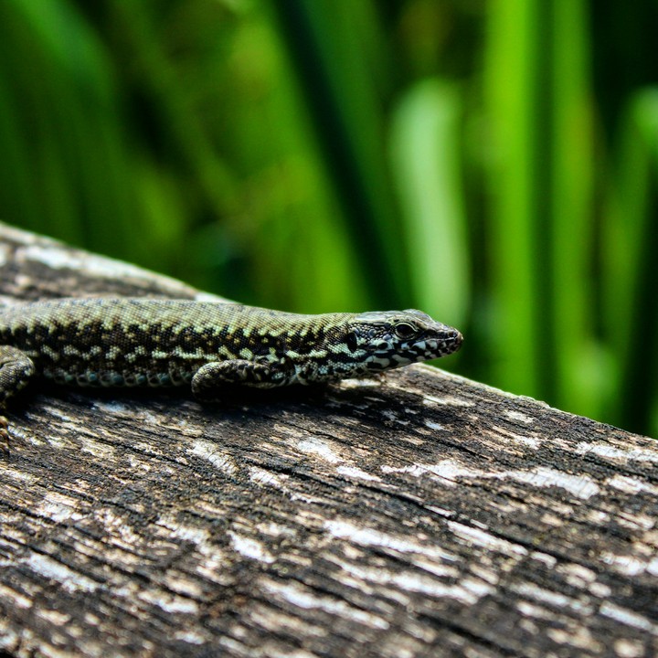 lizard