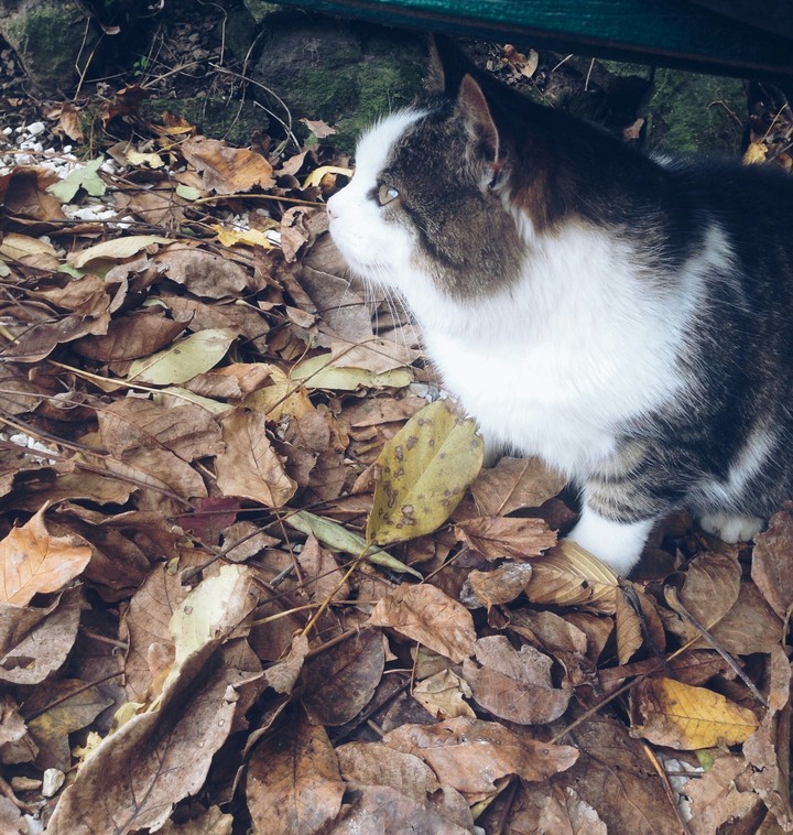 autumn kitten