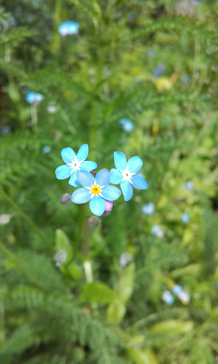 pretty flowers