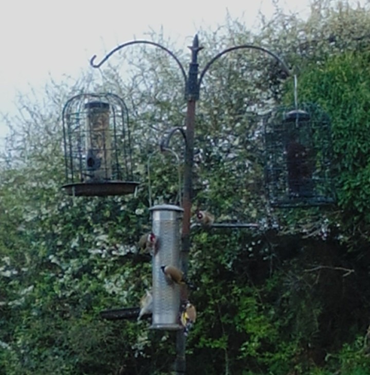 Goldfinches on bird feeder