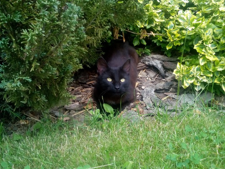 our cat is photogenic xD