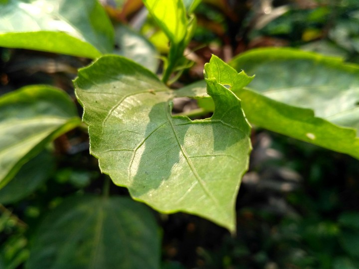 Nature