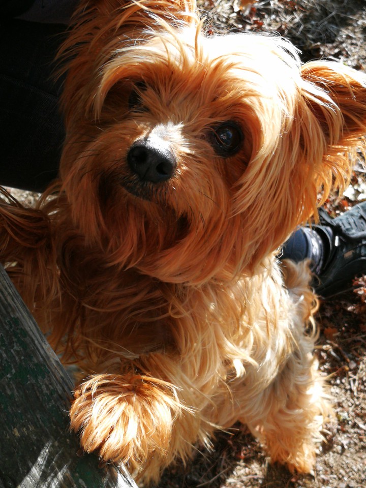 cutie dog