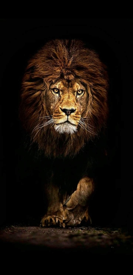 The King