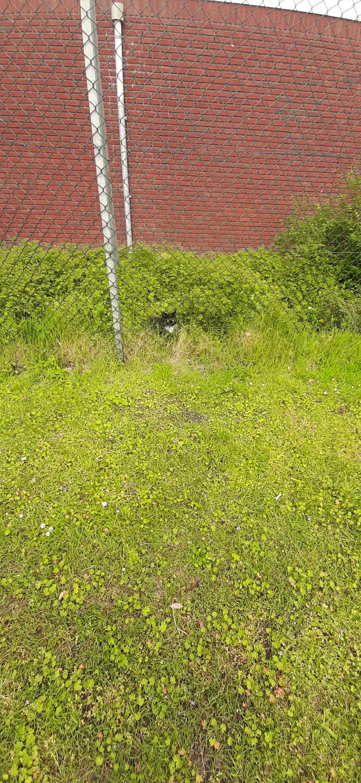 find the kitty