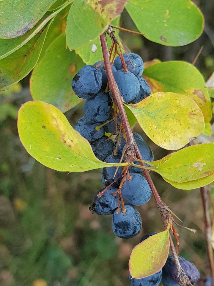 barberry
