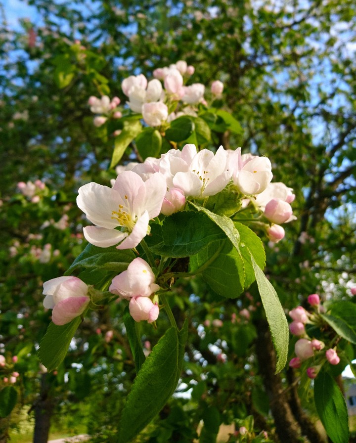 Apple bloom