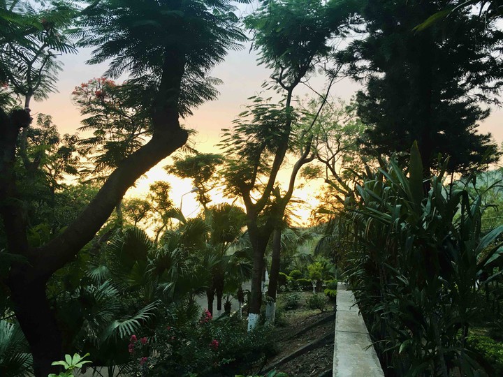 Sunset and trees