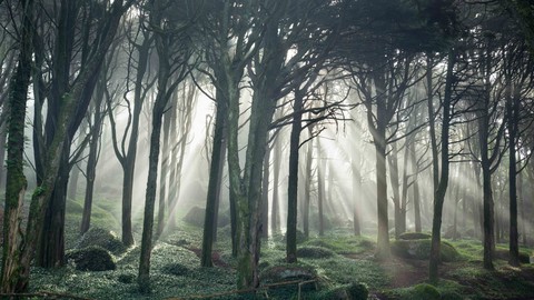 foret