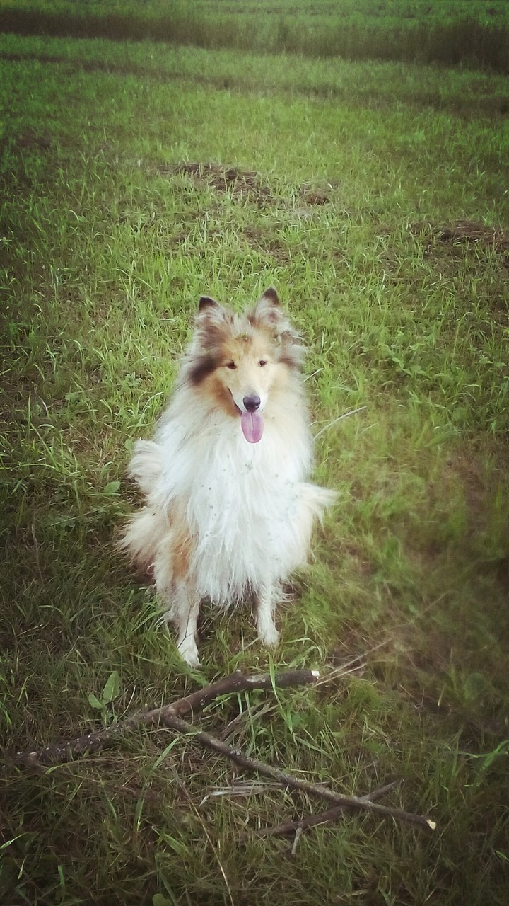 Dog in the forest