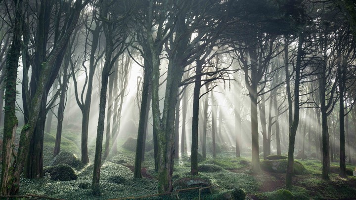 foret