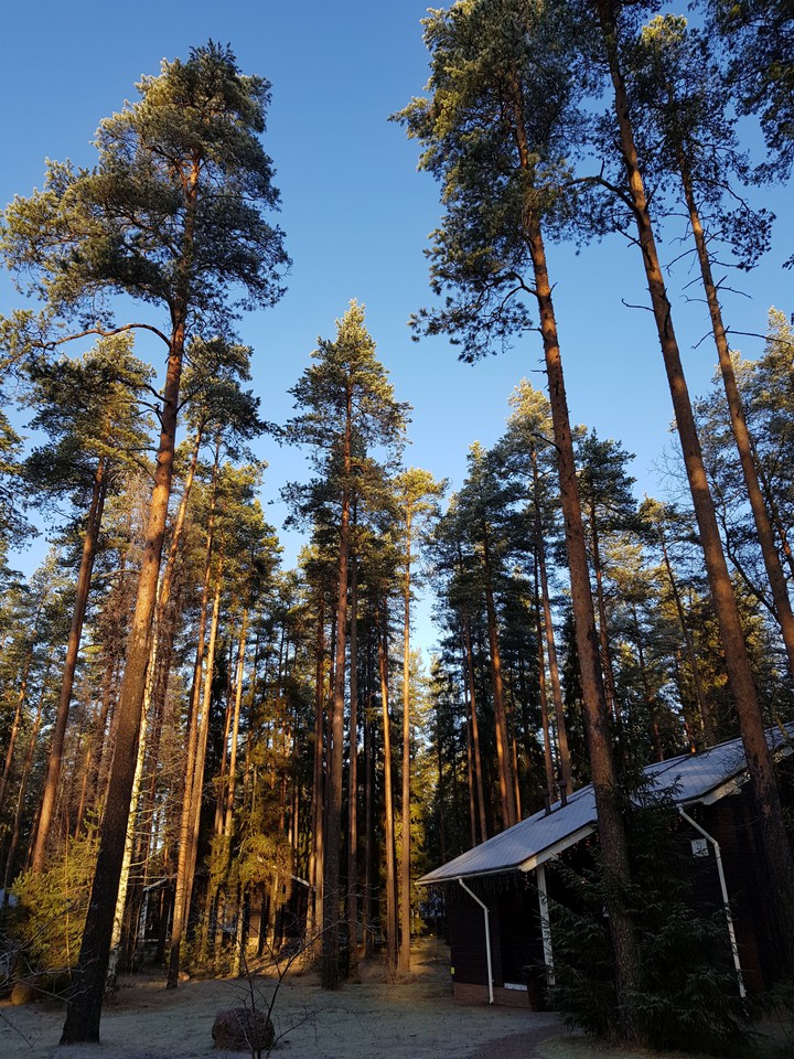 forest