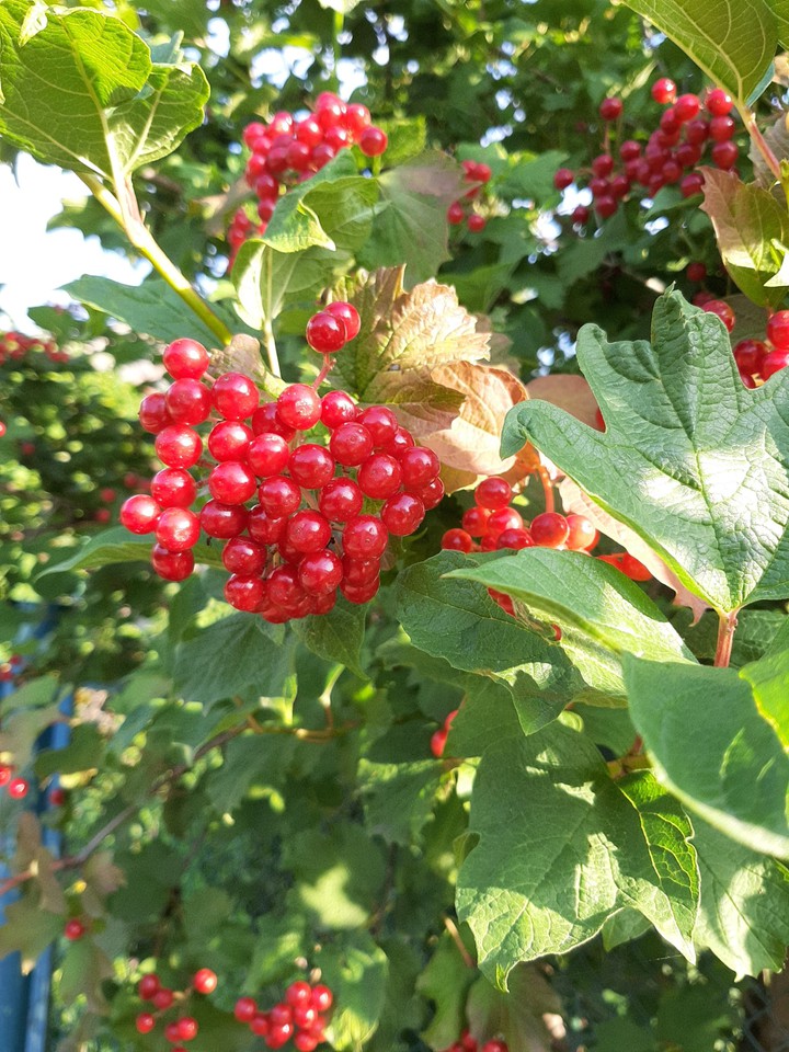 Viburnum