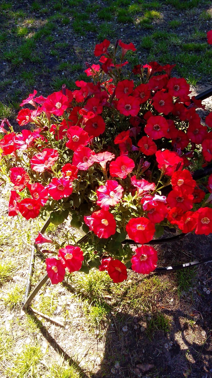 petunia