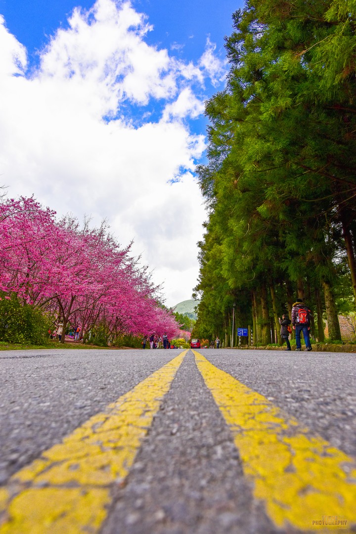Cherry Blossom