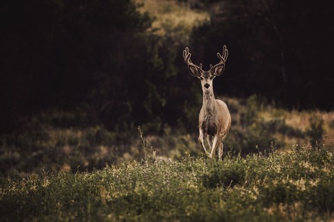 Wilderness, snout壁紙