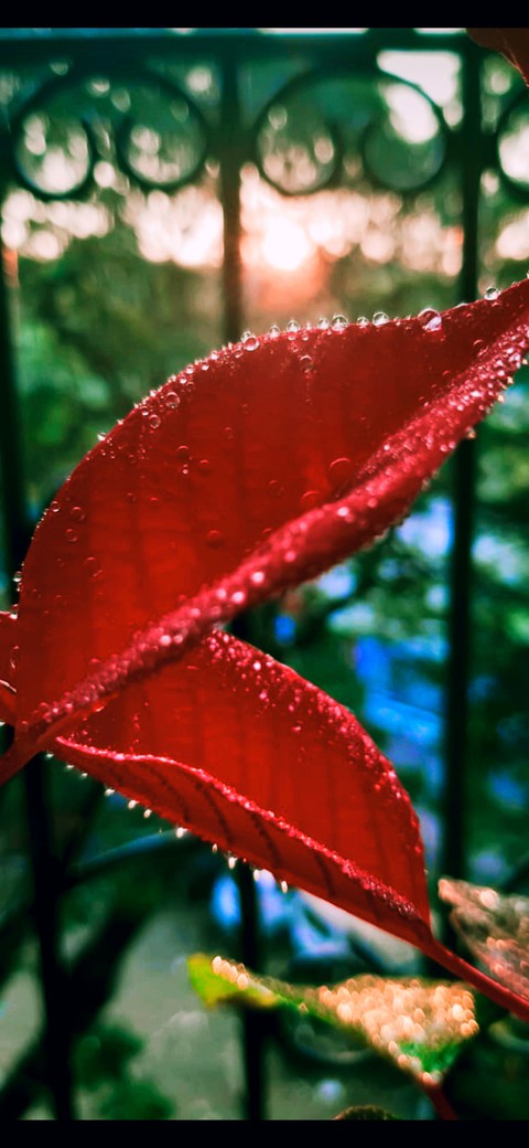 fondos de pantalla light, twig
