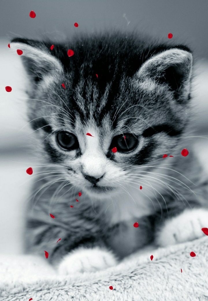kitten