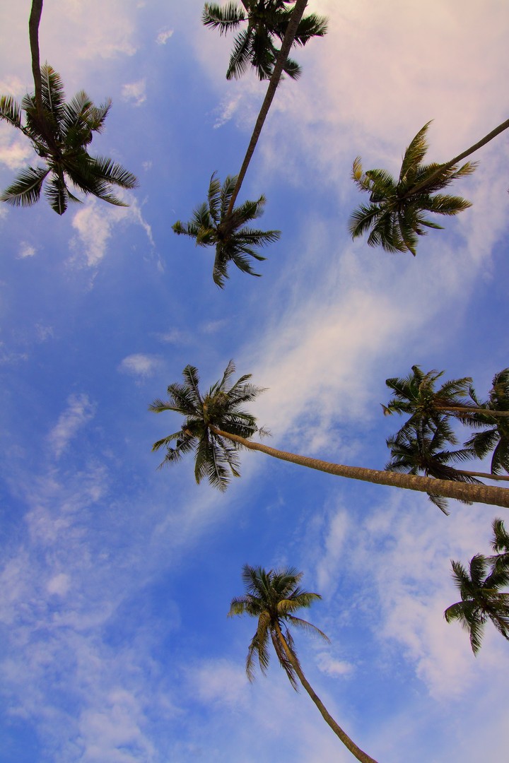 Palms View From Below Trees