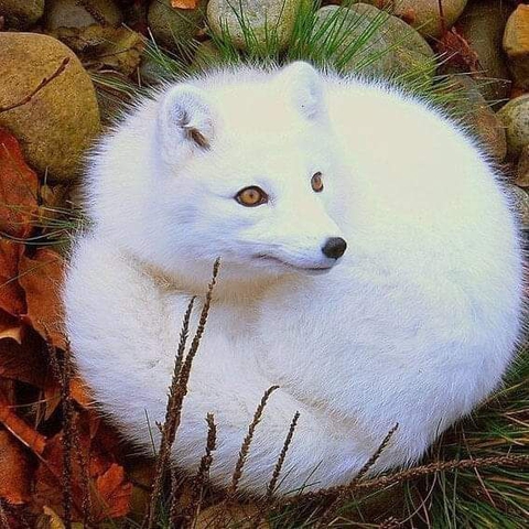 ταπετσαρίες plant, dog