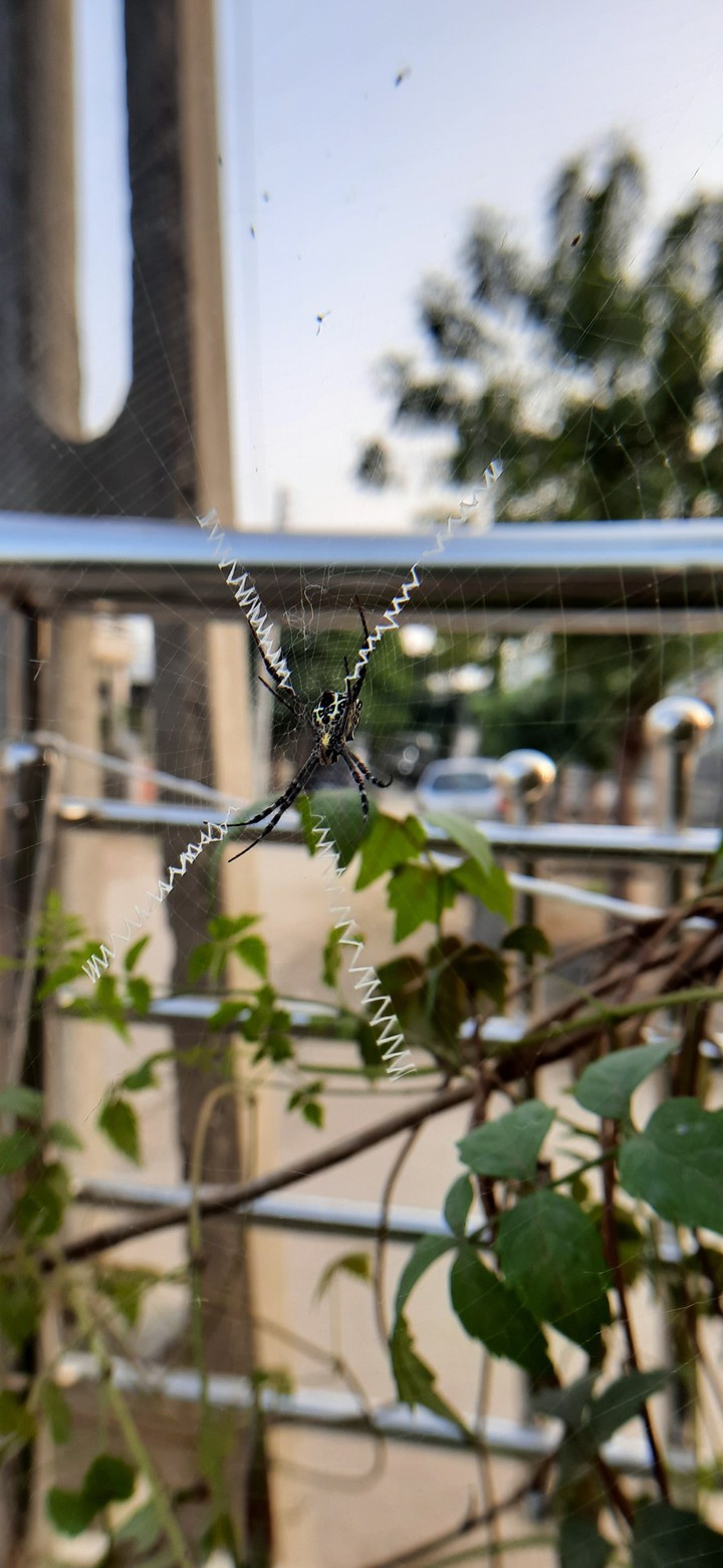 spider