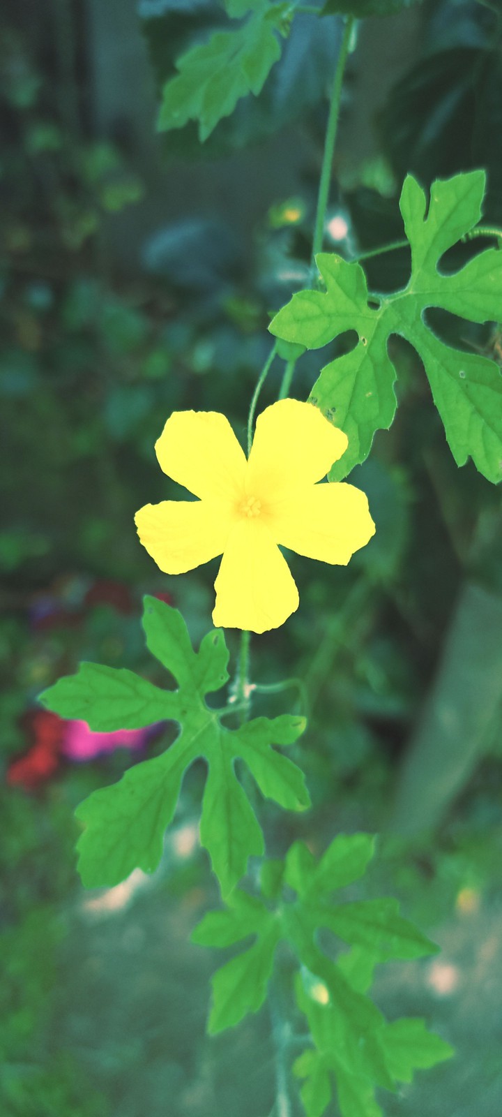 flower