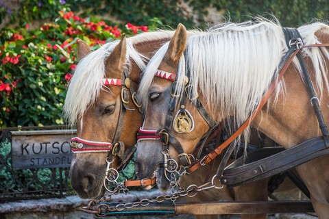fondos de pantalla bridle, horse