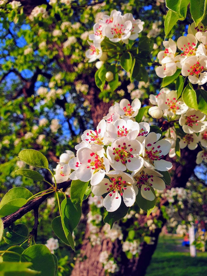 spring