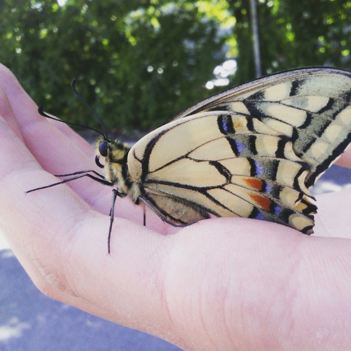 Butterfly