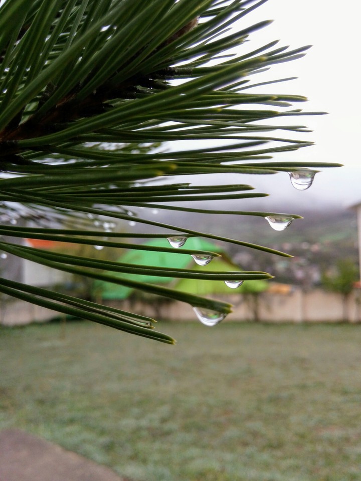 tree...