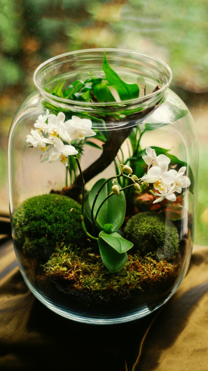 Plant