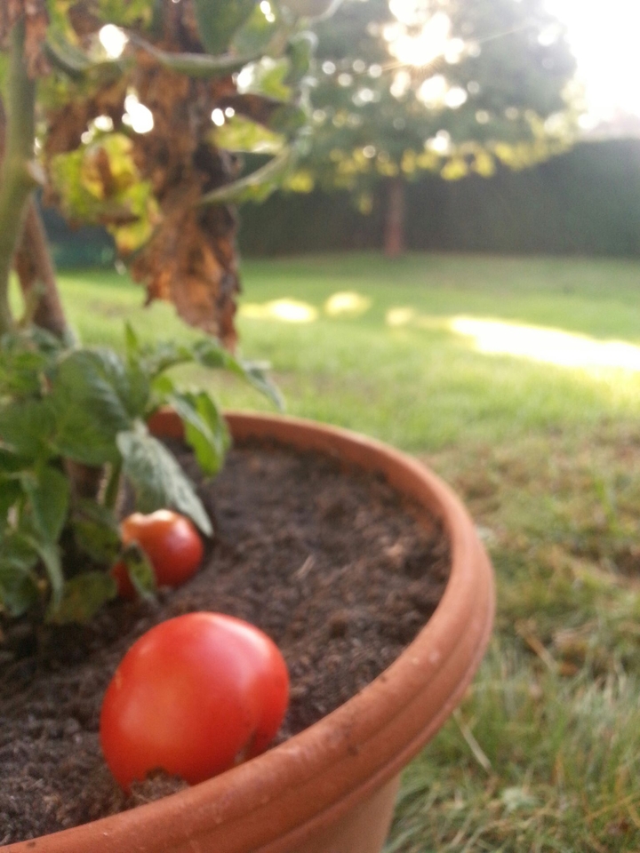 Tomato