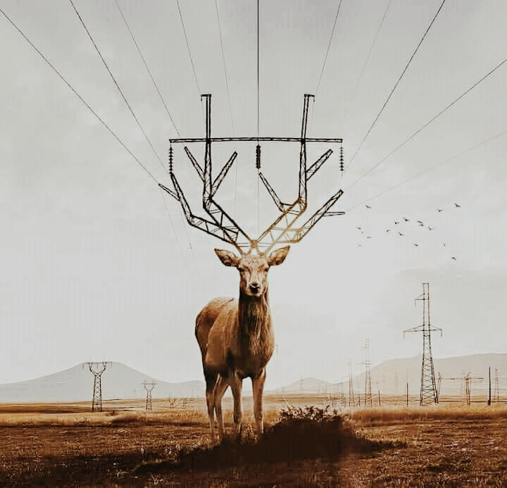 deer 