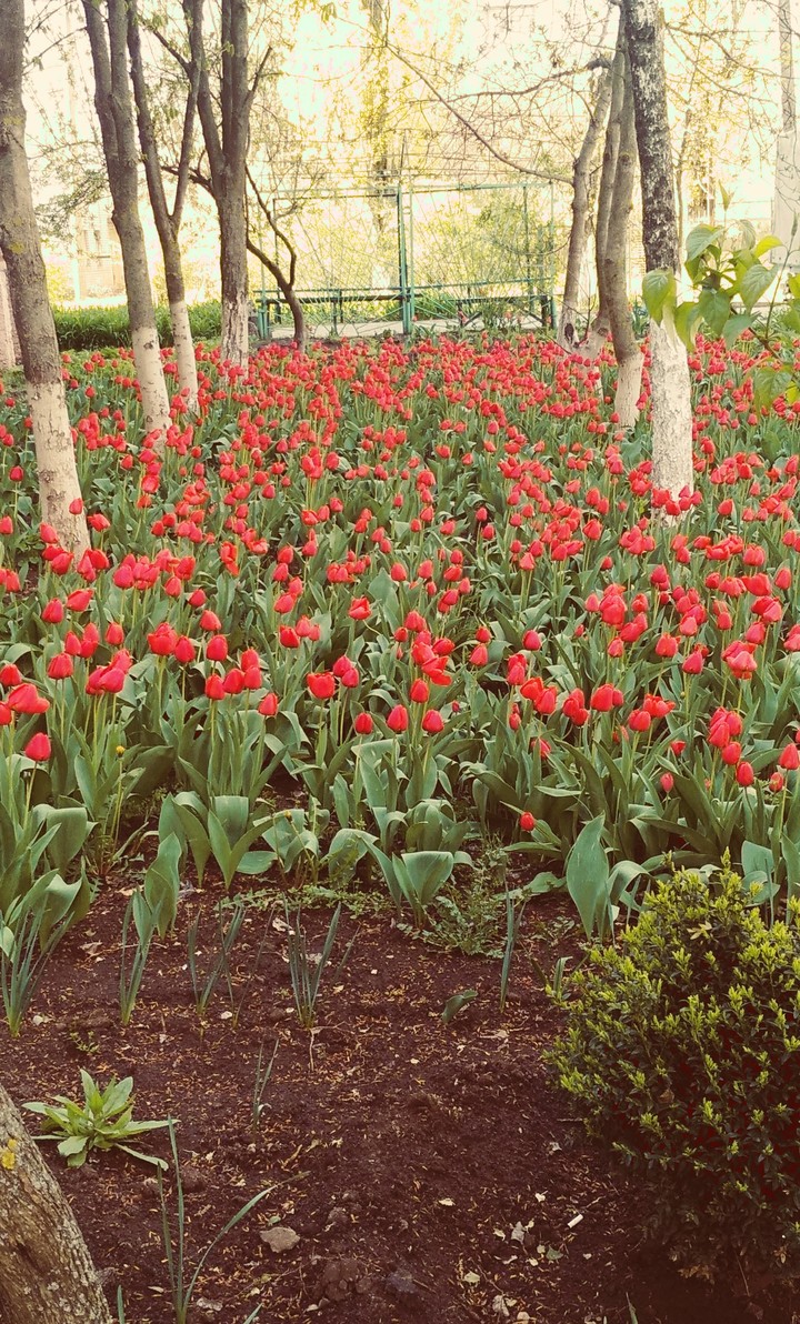 All tulips)