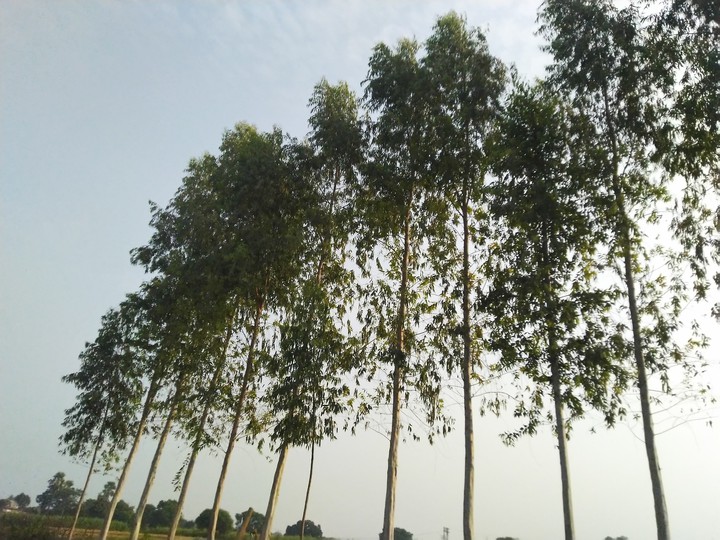sky, green