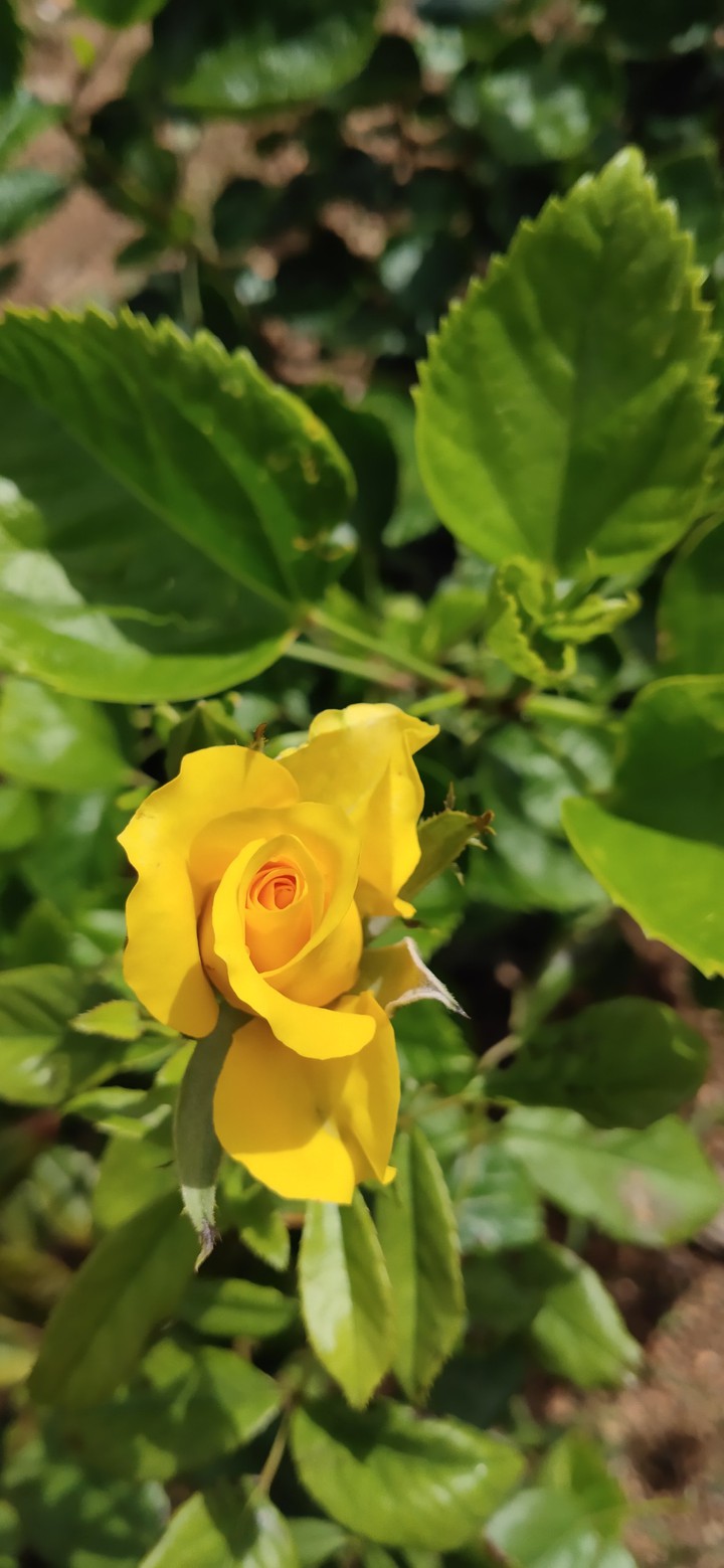rose
