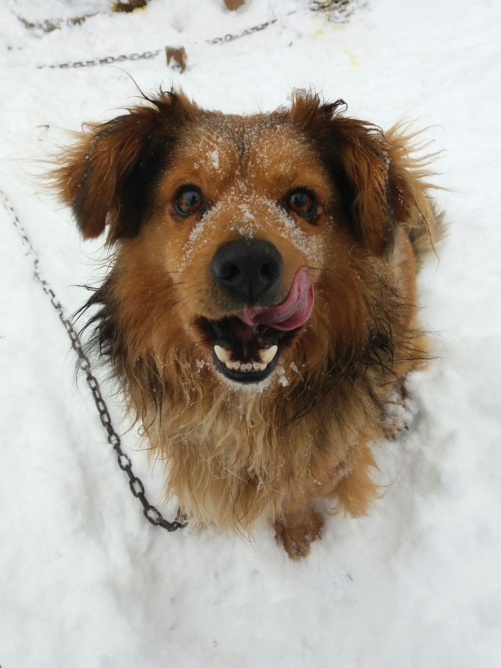 My dogy "Meda"(Teddy)