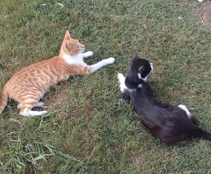 gatitos