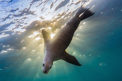 sfondi underwater, seabird