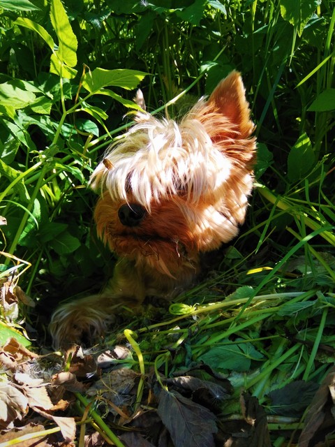 My dog #Alina