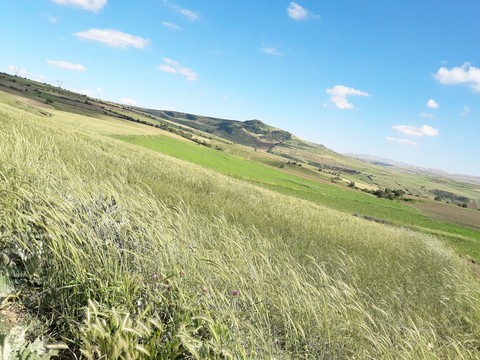 اینم زمین لوبیا