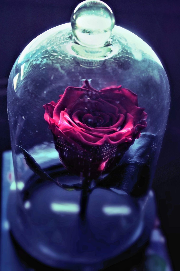 beauty and the beast