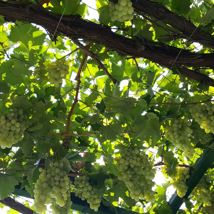 Grape