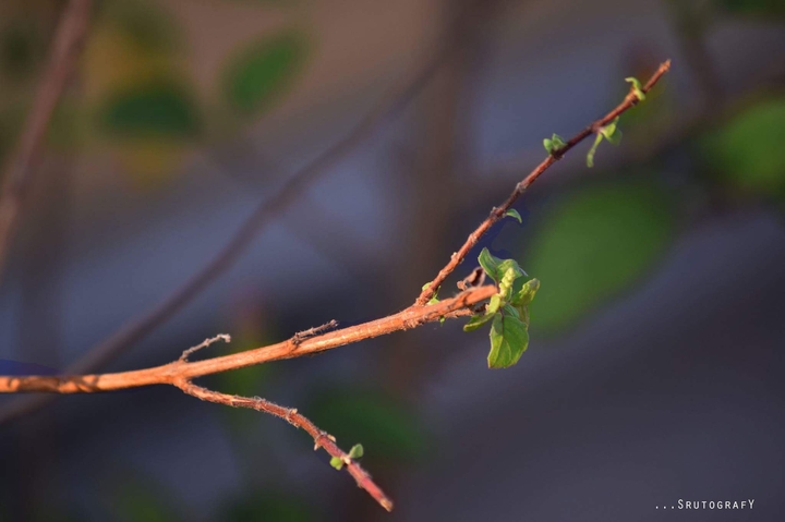 tulsi