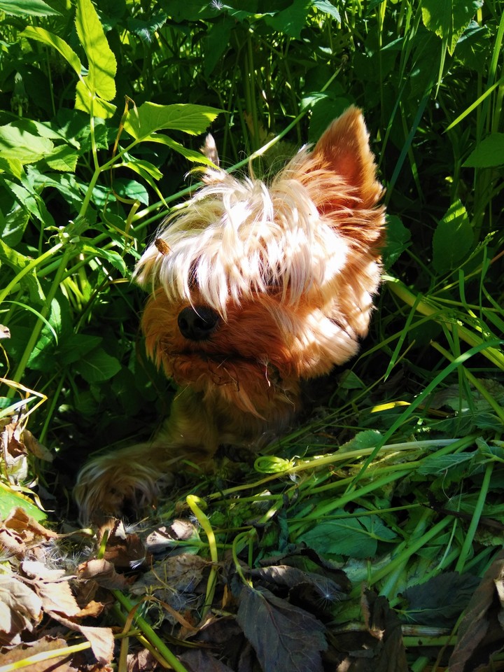 My dog #Alina