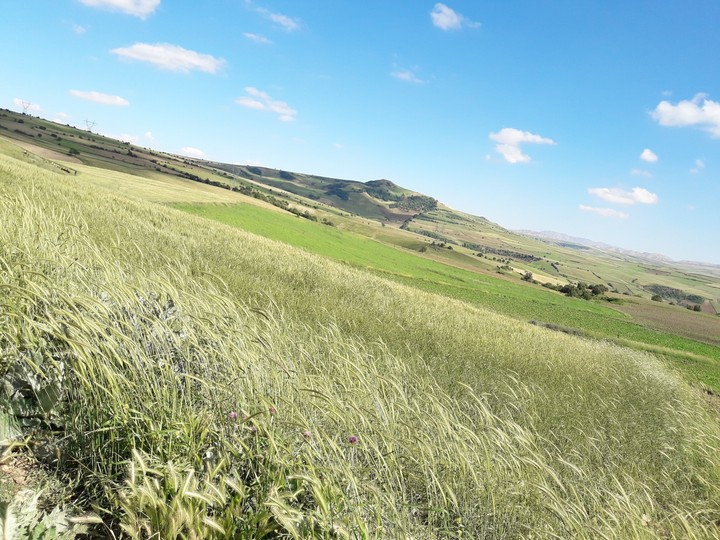 اینم زمین لوبیا
